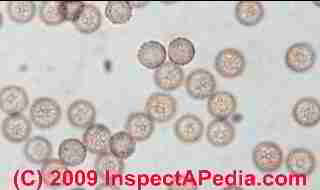 Photographs of spores of stemonitis mold and spores © Daniel Friedman 2001