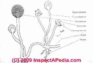 Taxonomy of Zygomycetes © D Friedman at InspectApedia.com 