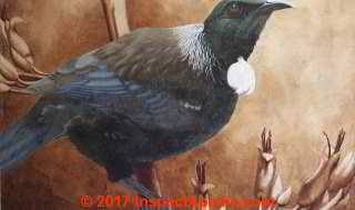Tui bird painting by Phillipa Knight, Gisborne New Zealand