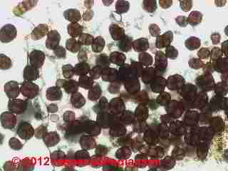 Ulocladium chartarum mold spores © D Friedman at InspectApedia.com 