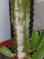 White cactus mold or parasite (C) InspectApedia.com Alex