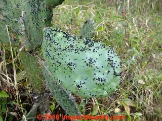 Black mold on a Nopal cactus in Yerba Buena, near Colima, Mexico (C) Daniel Friedman