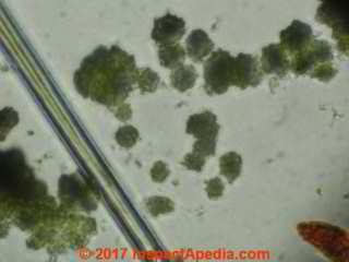 Green algae under the microscope may look green, brown, or black on a roof shingle (C) InspectApedia.com