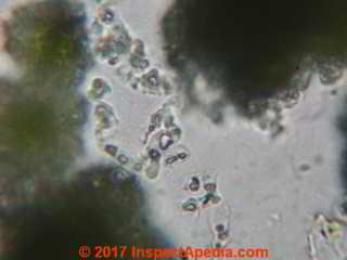 Green coccoid type roof algae (C) InspectApedia.com Daniel Friedman