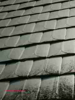 Black brown roof algae stains (C) Daniel Friedman