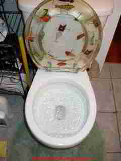 
Photograph of a slow-flushing toilet - water backing up to the top of the toilet rim.