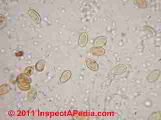 Meruliporia incrassata in air sample © D Friedman at InspectApedia.com 