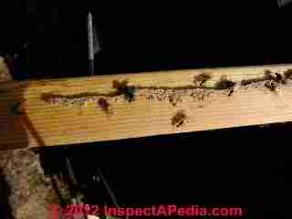 Carpenter ant infestation evidence © Daniel Friedman at InspectApedia.com