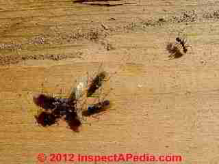 Carpenter ants closeup photo © Daniel Friedman at InspectApedia.com