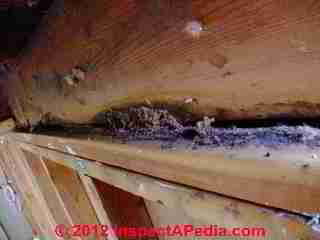 Carpenter ant infestation evidence © Daniel Friedman at InspectApedia.com