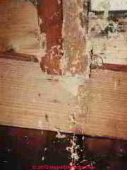 Carpenter Ant Damage © Daniel Friedman at InspectApedia.com