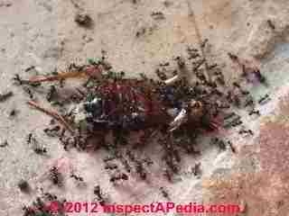 NOT a Carpenter ant infestation evidence © Daniel Friedman at InspectApedia.com