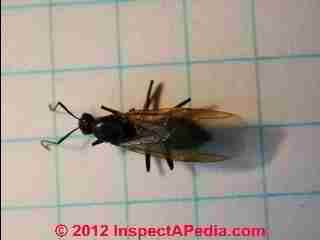 Winged ant © Daniel Friedman at InspectApedia.com