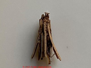 Bagworm moth casing found on building exteriors (as well as other locations in the outdoors (C) InspectApedia.com Michael
