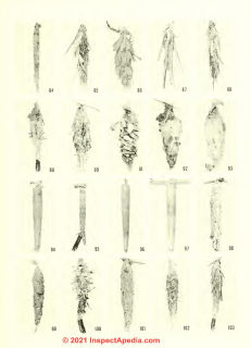 Examples of bagworm moth larvae (Davis 1964) at InspectApedia.com