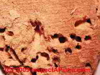 Insect damaged beaver board © Daniel Friedman at InspectApedia.com