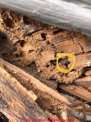 carpenter ant damage in garage (C) InspectApedia.com Chuck