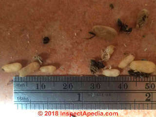 Carpenter ant larvae (C) Daniel Friedman at InspectApedia.com