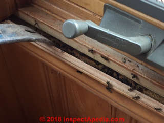 Carpenter ant frass on indoor surfaces leads to further investigation (C) InspectApedia.com  RW