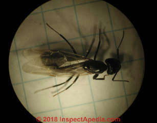 Winged queen carpenter ant photo (C) Daniel Friedman at InspectApedia.com