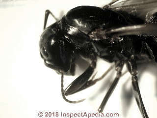 Queen carpenter ant head under the microscope (C) Daniel Friedman at InspectApedia.com