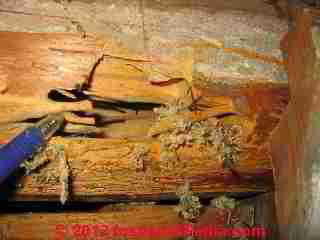 Carpenter Ant damaged wood © Daniel Friedman at InspectApedia.com
