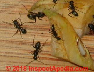 Carpenter ants sampling an apple core © Daniel Friedman at InspectApedia.com