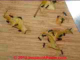 Carpenter ants enjoying apple cores © Daniel Friedman at InspectApedia.com